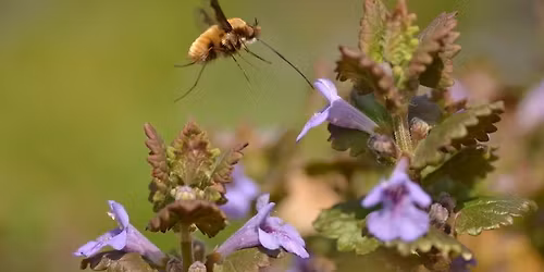 Balade naturaliste : Les beaux mots de la nature