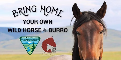 Wild Horse and Burro Adoption Event in Port Allen, Louisiana