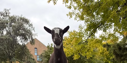 Bee Zen & Goat Yoga- A Double Dose of Serenity