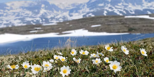 Foredrag - Fjellplantene p\u00e5 Hardangervidda og Folgefonnhalv\u00f8ya