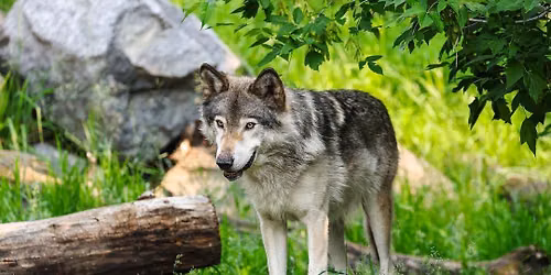 FOCUSED: Wild Canada