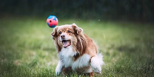 Fetch Trial
