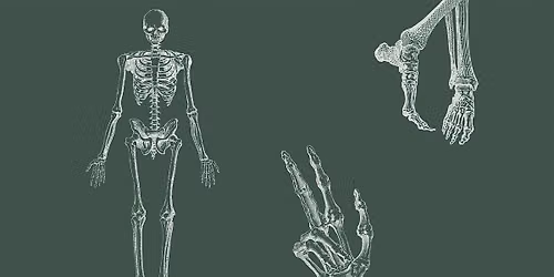 Anatomy for Artists: 12 Sessions Course