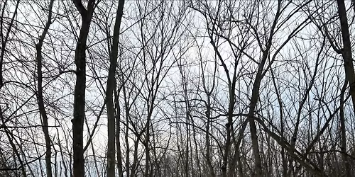 winter solstice forest bathing (plus singing!)