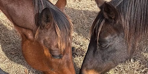 Spring Break Horse Camp
