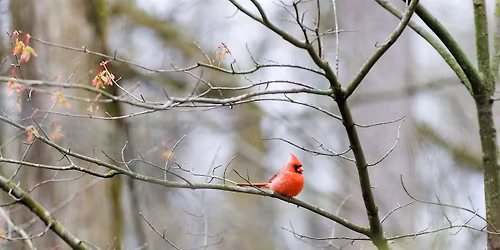 Birds and Brews at Newfields with Indiana Audubon