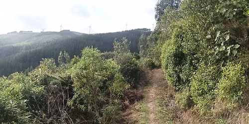 (M) Arapuke Forest Park Loop (Palmerston North Short Tramp)
