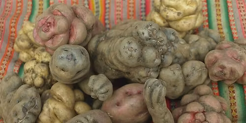 Potato Potluck and Presentations 