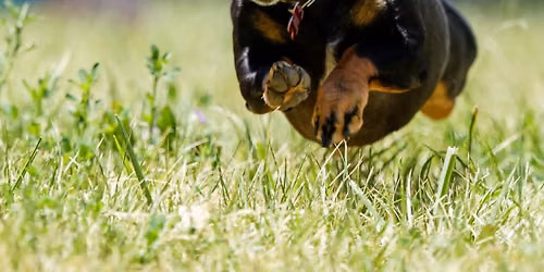 Wiener dog and Corgi Races