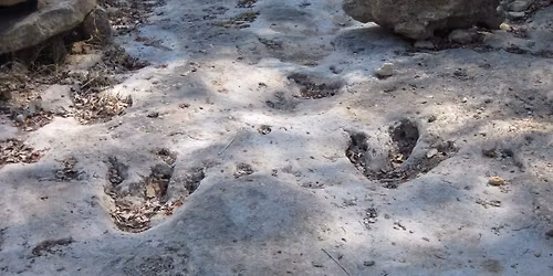 Trek to the Dino Tracks