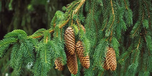 September Monthly Meeting: 'Landscaping with Conifers'