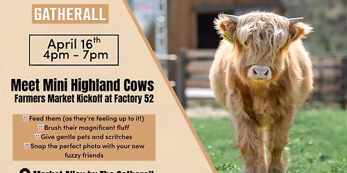 Meet Mini Highland Cows | Farmers Market Kickoff at Factory 52
