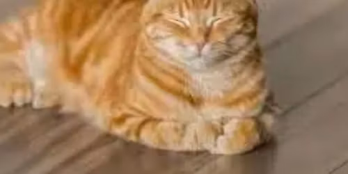 Natural Solutions for Your Cat