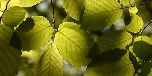 Atelier botanique : La reconnaissance des feuilles