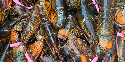 LIVE MAINE LOBSTER! 15$ PER LOBSTER! FRESH FROM THE OCEAN! WEBSTER NY! DETAILS IN DESCRIPTION