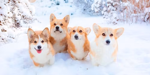 Second Saturday Corgi Play Date! 