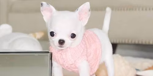 Free Chihuahua For Adoption And Rehoming