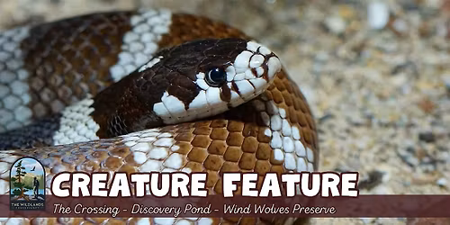 Creature Feature at Wind Wolves Preserve