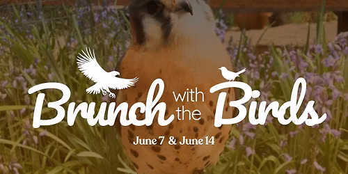 Brunch with the Birds