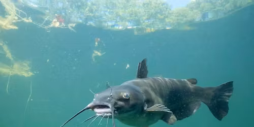 1st Annual Catfish Tournament 