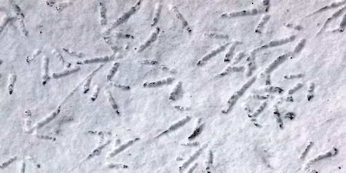 Trackers in Training (Mambourg Park)