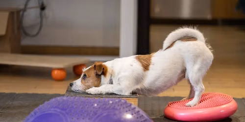 Kurs Instruktor Dogfitness PAZiA w KRAKOWIE!