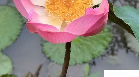 Usui Shiki Ryoho Reiki Level 2 - Becoming a Practitioner Course.  2 Day Course $450