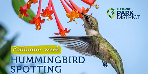 Hummingbird Spotting