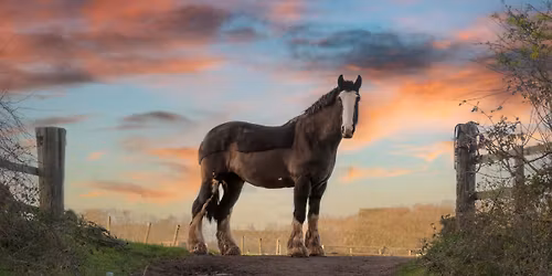 Be a better horses owner Event 4.....Let's talk Euthanasia 