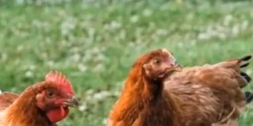 Grow Your Own Chicken \ud83d\udc14 Seminar
