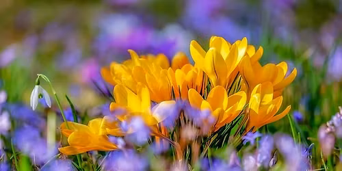 Naturcoaching: Fr\u00fchlingsanfang - lade das Neue in dein Leben ein