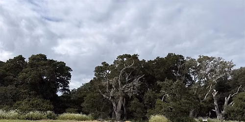 Garden Stewards Volunteer Day for California Invasive Species Action Week