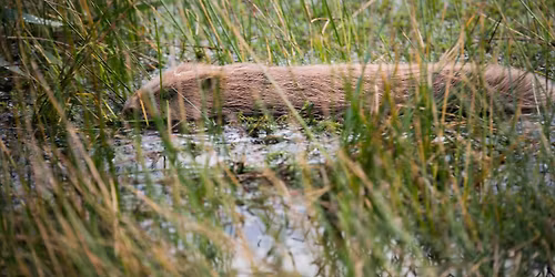 Beaver Enclosure Tour