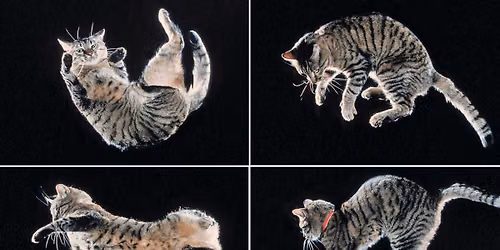 Furry Tails with a Twist