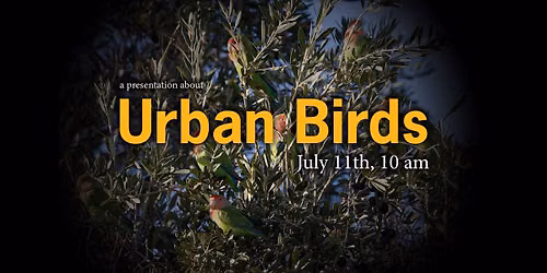 Urban Birds