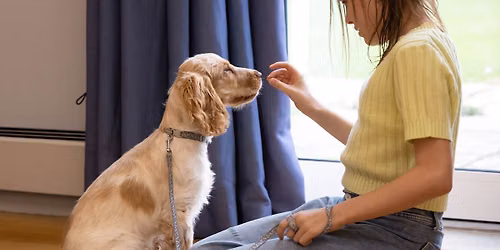 Puppy Training Classes - Cirencester TUE 22 SEPT 7.30pm