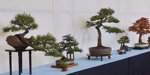 Saturday Bonsai Workshop