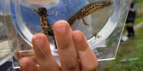 Krible krable i Gentofterenden med gr\u00f8n guide