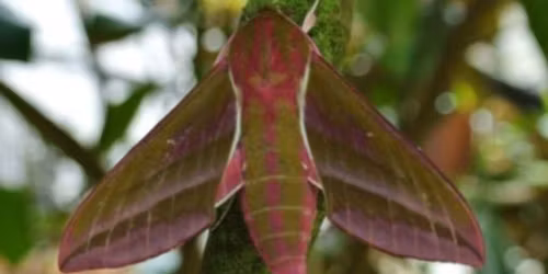 Discovering the Bats and Moths of Selborne