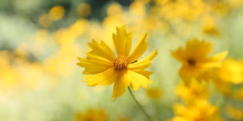 Grief Support Group - Bentonville