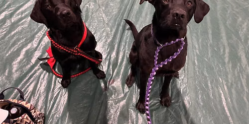 Canine bodywork at Paws 'N Effect