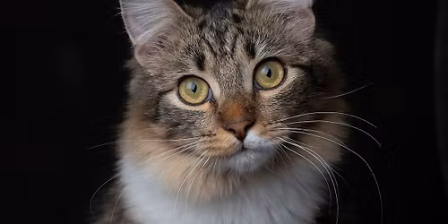 EL\u00c4INKOMMUNIKOINNIN PERUSTEET