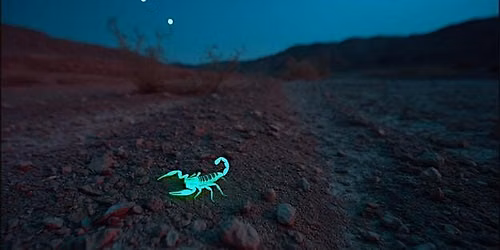 Who\u2019s Running Around the Desert at Night? - August