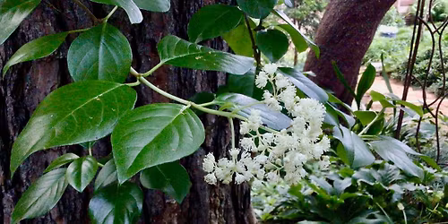 Hydrangea Stroll