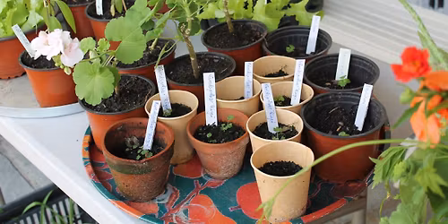 Plantebyttemarked og historisk vandring i Frognerparken 