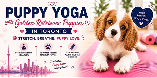 Cavalier King Charles Puppy Yoga in Toronto
