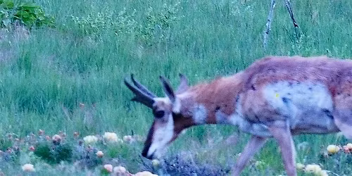 Burrowing Owl Expedition
