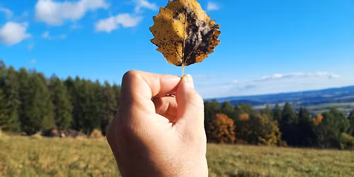 Zdivo\u010det - ochutn\u00e1vka v\u00fdcviku v ekoterapii pro psychoterapeuty\/tky