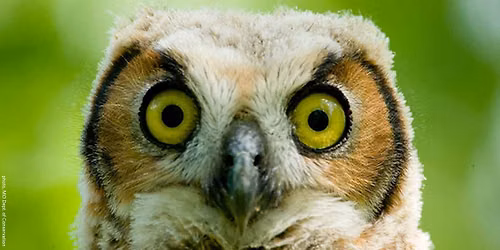 All About Owls: A Hands-on Learning Experience (Fulton)