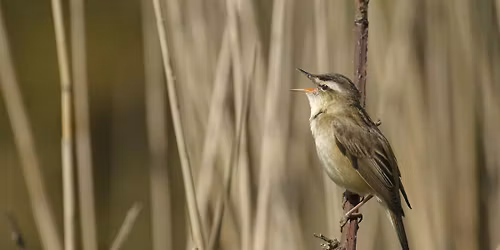 International Dawn Chorus Day - Birds & Breakfast